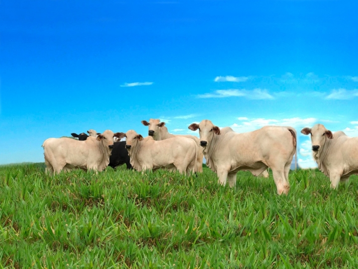 Instituto de Ciência e Tecnologia COMIGO destaca a Brachiaria híbrida cv. Mulato II como excelente opção para ILP