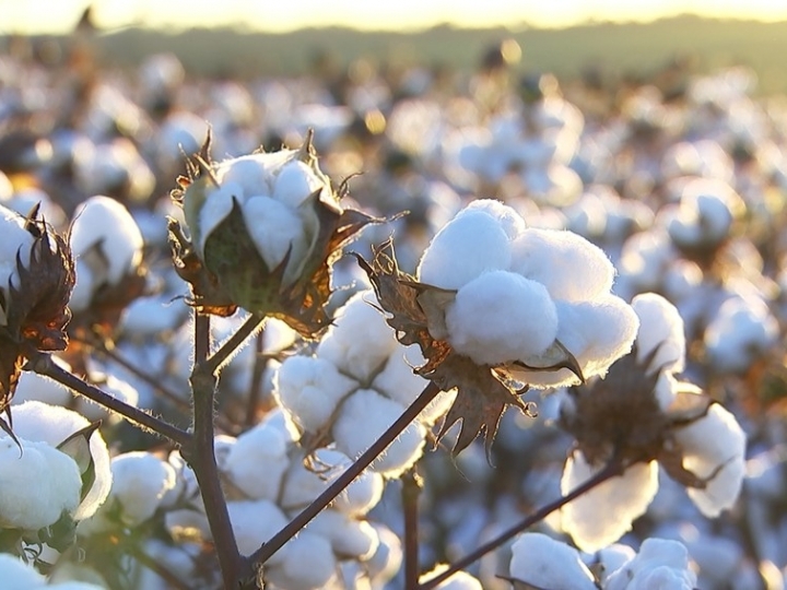 Retomada de demanda no mercado incentiva cultivo de algodão 