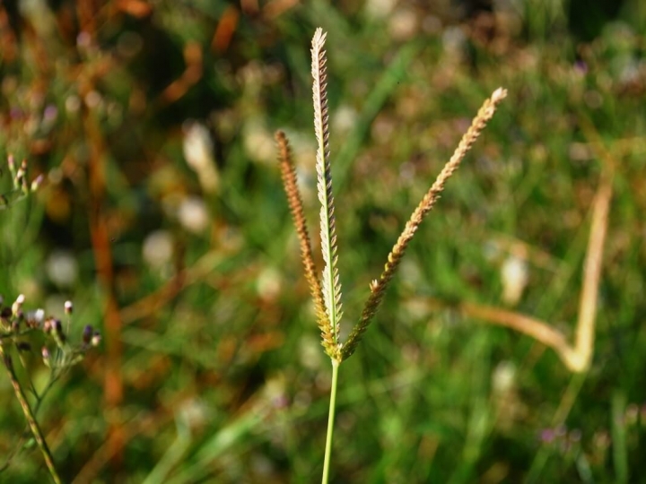 Ervas Daninhas são responsáveis por 30% das perdas de produção