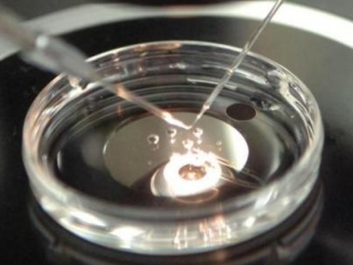 Alta investe em tecnologia de produção de embriões in vitro