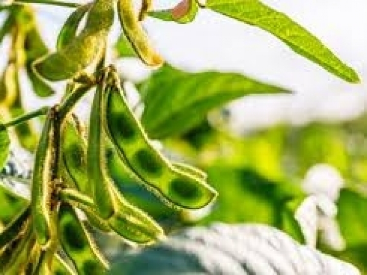 Conab atribui melhoria das culturas de verão às últimas chuvas