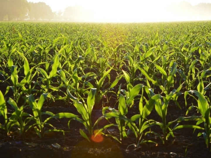 Agricultura 4.0 provoca novos movimentos para aumentar a produção e sustentabilidade