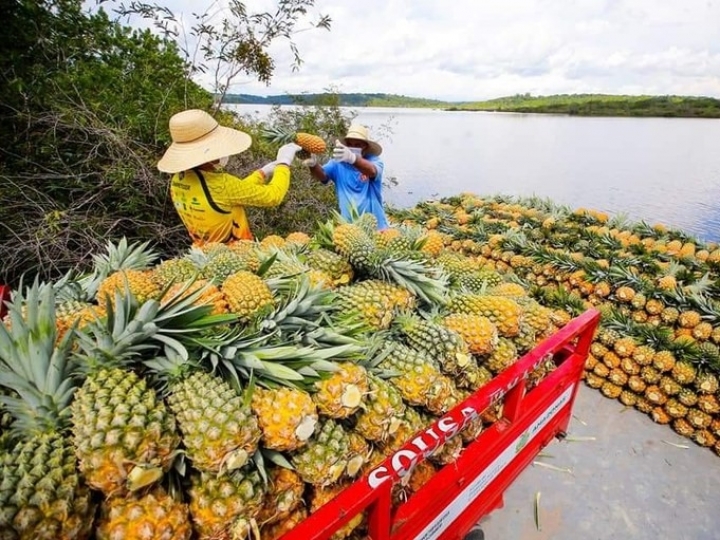 Indicação Geográfica agrega valor a produtos da biodiversidade no Norte do país