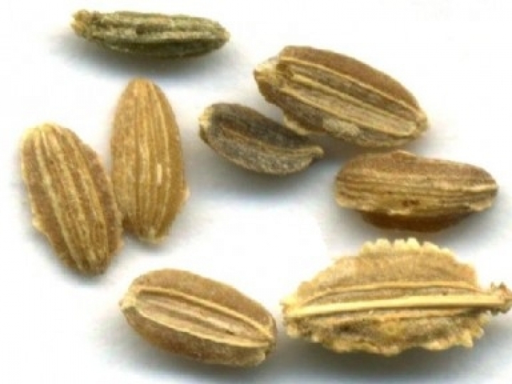 Técnica baseada em inteligência artificial permite automatizar a análise de sementes para uso agrícola