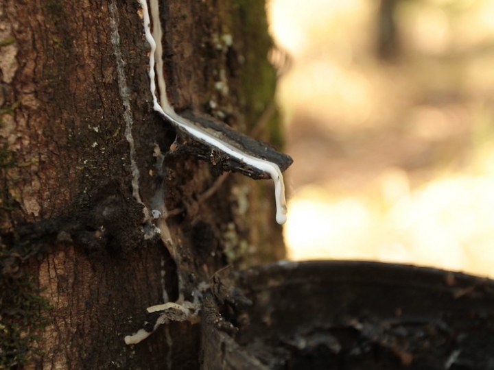 Preço da borracha natural importada tem alta de 3,37% em janeiro