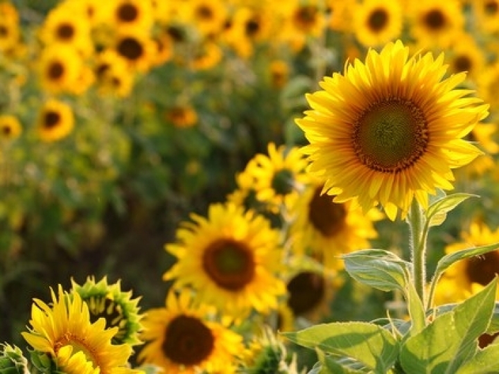 Colheita do girassol avança no Rio Grande do Sul 