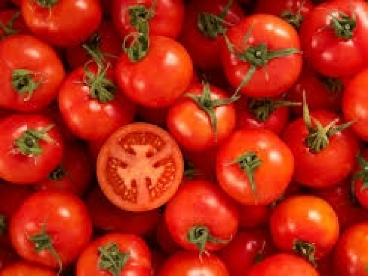 Alta temperatura influencia cultura do tomate 