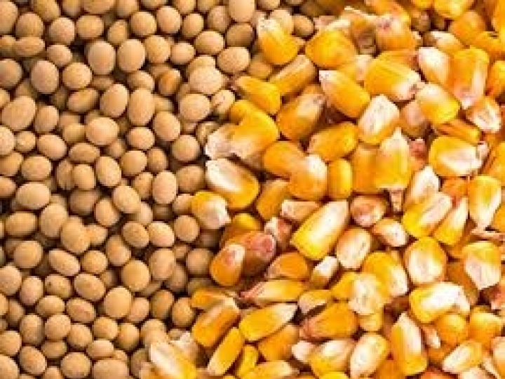 Syngenta passa a exportar soja e milho de seus clientes diretamente para a China