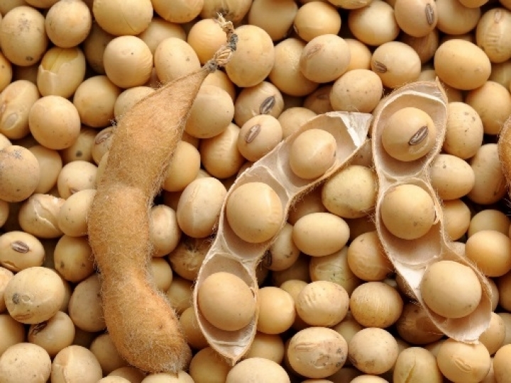 Plantabilidade traz ganho de produtividade para soja 