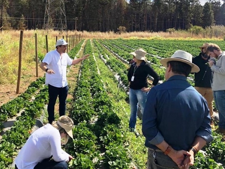 Guias de campo da Embrapa auxiliam identificação de pragas em cultivos de hortaliças