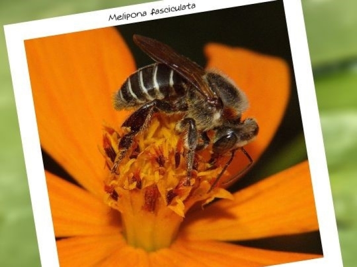 Concurso Fotográfico Abelhas sem Ferrão em Foco 