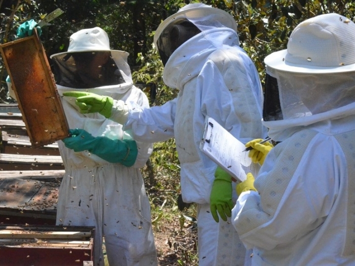 Identificadas 1800 colmeias instaladas irregularmente em áreas de silvicultura