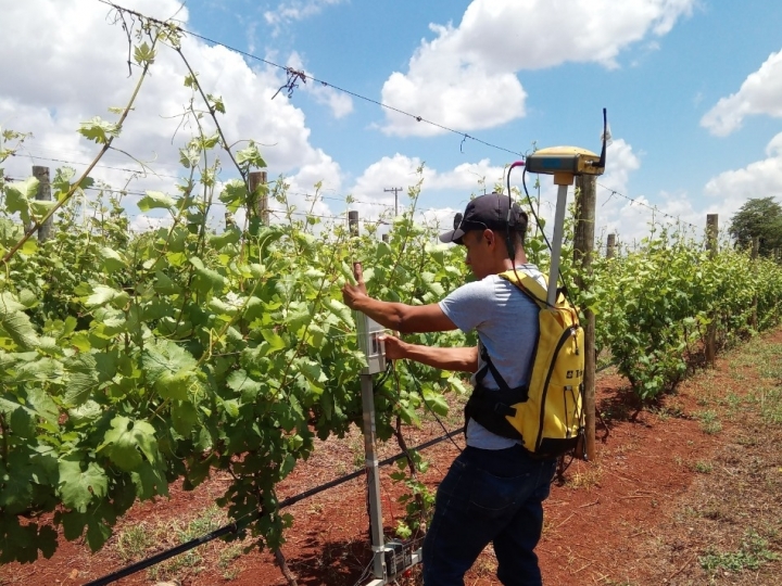 Parceria com a EPAMIG fortalece projetos de agricultura de precisão para produção de vinhos