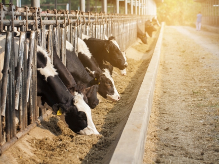 Cooperativa de MG cria ração que reduz metano das vacas