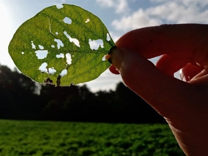 AgBiTech lança espaço digital sobre lagartas e baculovírus