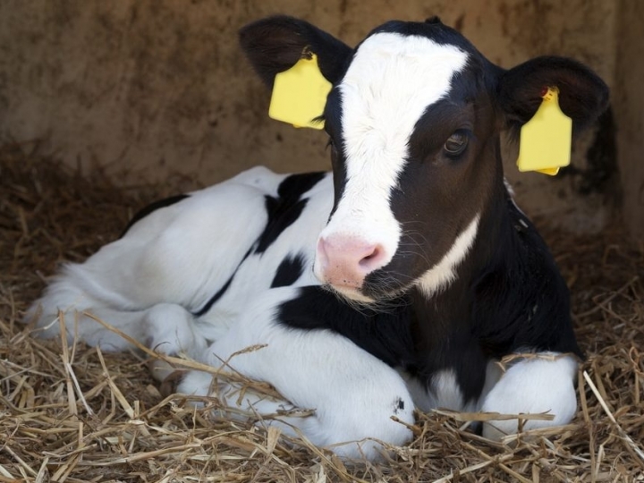 Alimentação das bezerras leiteiras impacta na produtividade