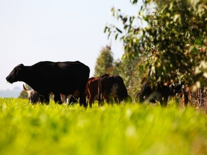 Governo Federal institui sistema para monitorar Plano ABC 2021/2030