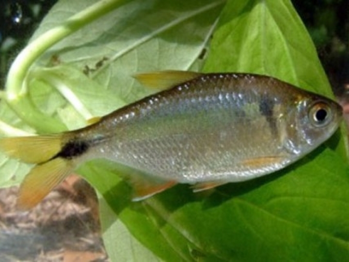 Instituto de Pesca desenvolve método mais barato de criação de lambari para isca viva 