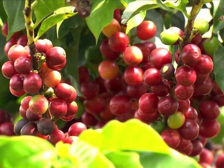 Fintech Agro reduz em até 50% taxas para produtores de café