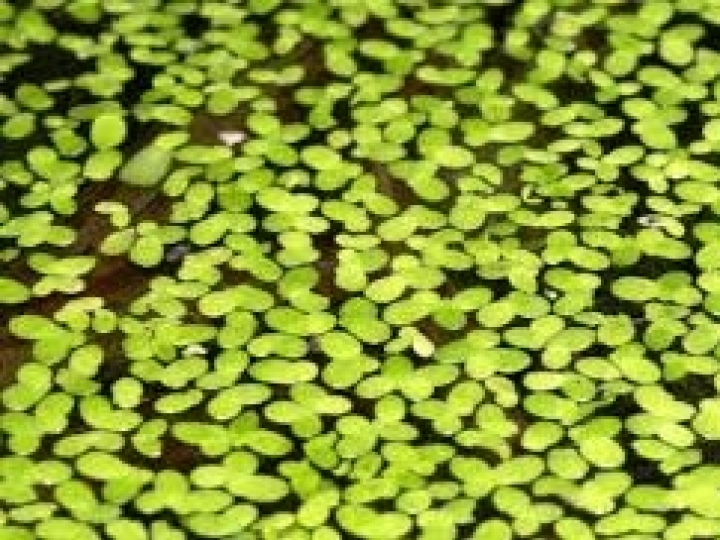 Planta aquática e arbusto amazônico revelam potencial para a produção de bioenergia