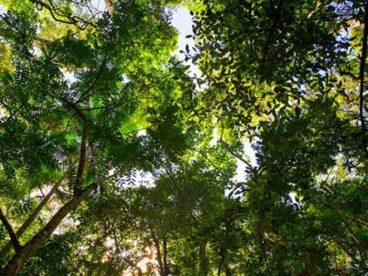 Serviço Florestal Brasileiro e BNDES iniciam parceria para ampliar concessões florestais