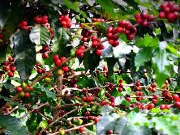 Syngenta retorna R$ 17 milhões aos cafeicultores na safra 20/21