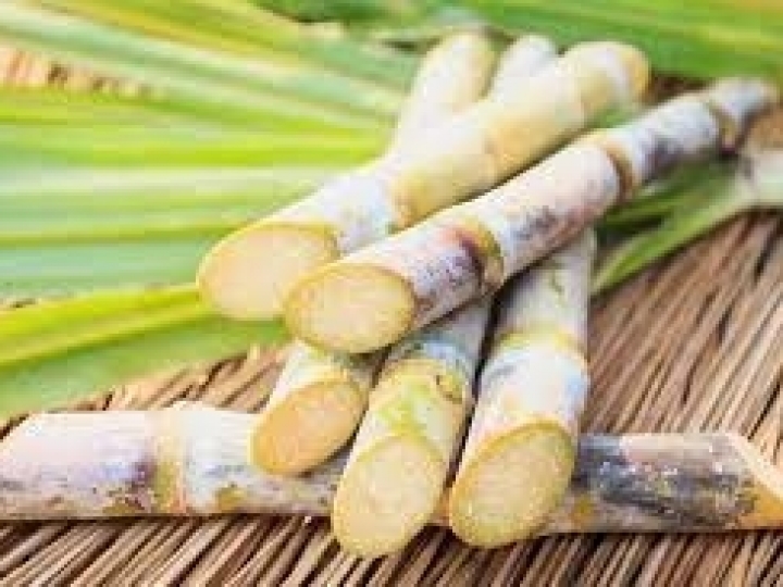 Ubyfol lança novas soluções  para o cultivo de cana-de-açúcar 