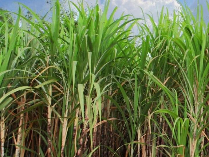 Estudo permite aperfeiçoar dispositivos que geram eletricidade a partir de etanol