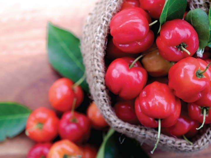 Estudos para melhorar fertilidade e reduzir a temperatura de solo dos pomares de acerola