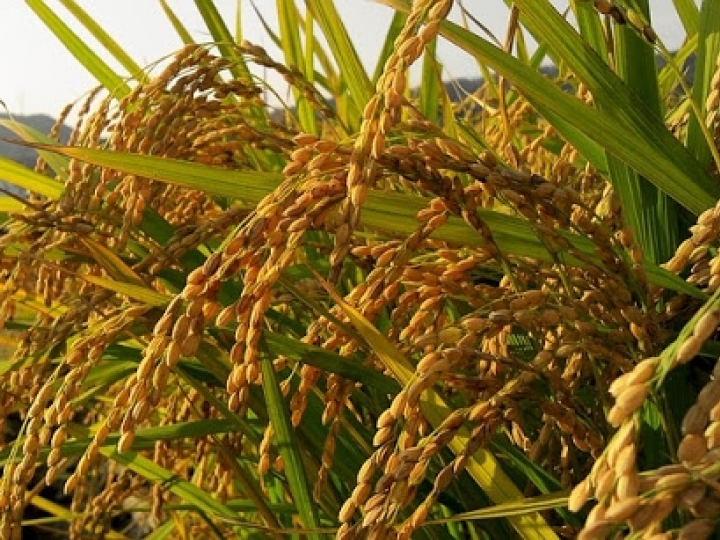 Corteva Agriscience reforça atuação no setor arrozeiro 