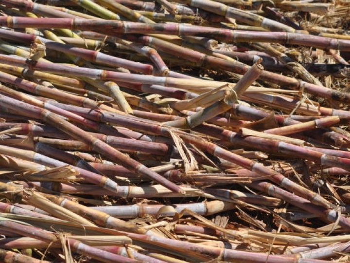 Manejo da cana: operação de corte de soqueira com precursores hormonais é essencial para a revitalização do sistema radicular