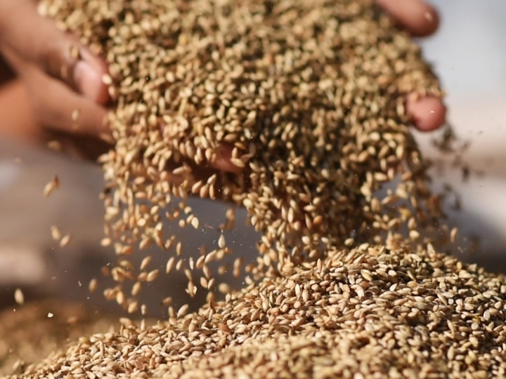 É seguro utilizar sementes de pastagem da safra passada?