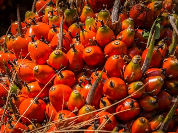 O Pará é o maior produtor de dendê do pais - Foto: Ronaldo Rosa