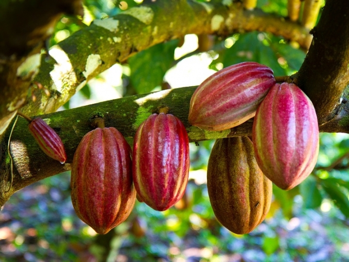 Brasil, Colômbia e Peru trabalham por agenda comum para o  Cacau Sustentável da Amazônia 