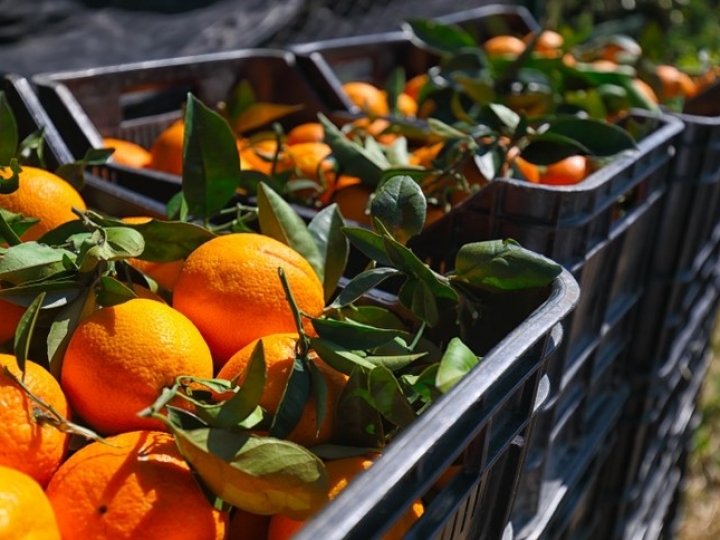 Governo reajusta preços mínimos da laranja e do trigo