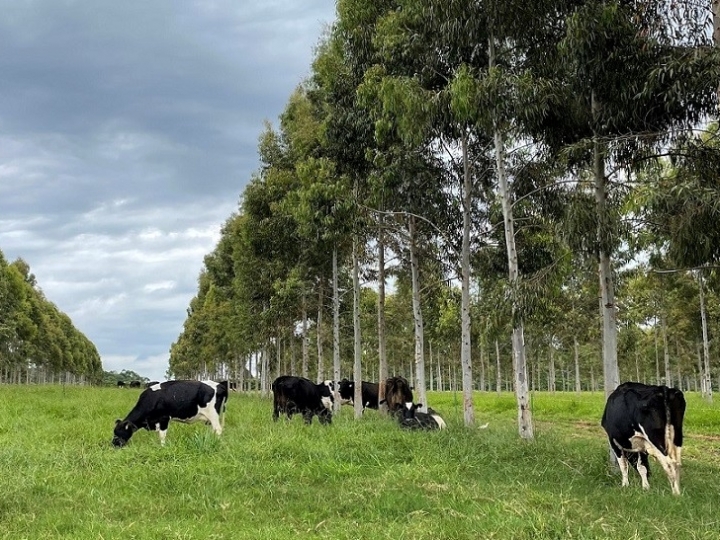 Parceria entre Embrapa e Nestlé vai desenvolver protocolo para leite de baixo carbono