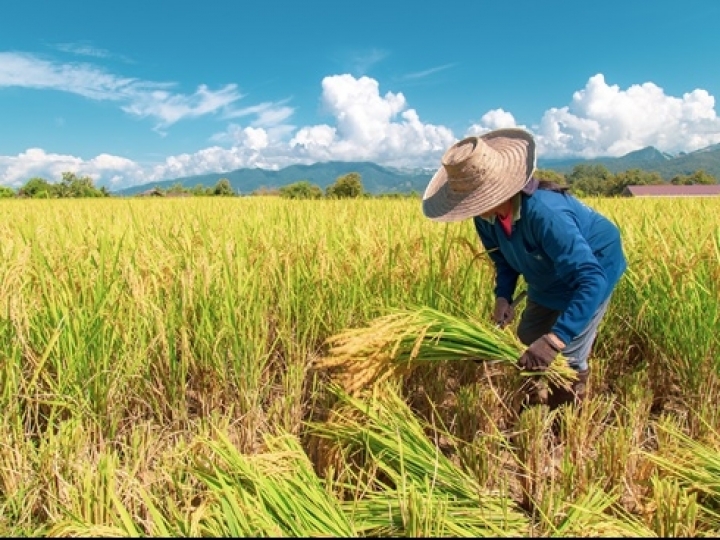Estiagem traz desafios a agricultores gaúchos
