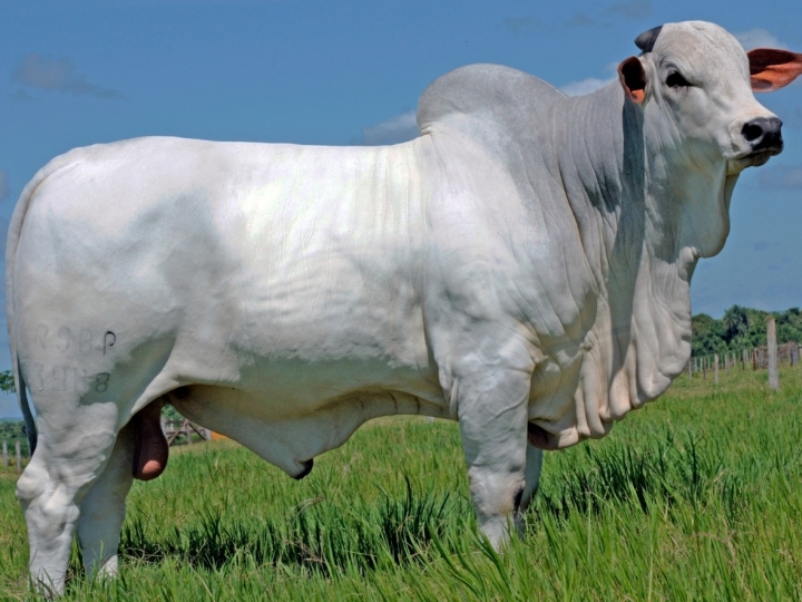 Novas opções de genética Nelore movimentam mercado