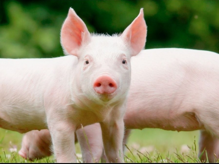 Doenças purulentas – como tratar de maneira segura e eficaz