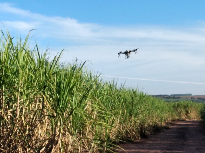 Unidades produtoras contam com nova tecnologia para controle eficaz da broca-da-cana na safra 2021-22