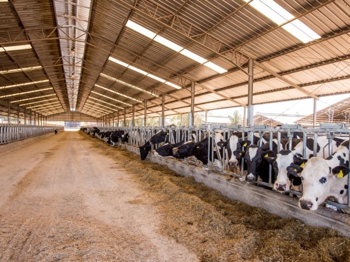 Fazendas leiteiras economizaram mais de 19mi de litros de água