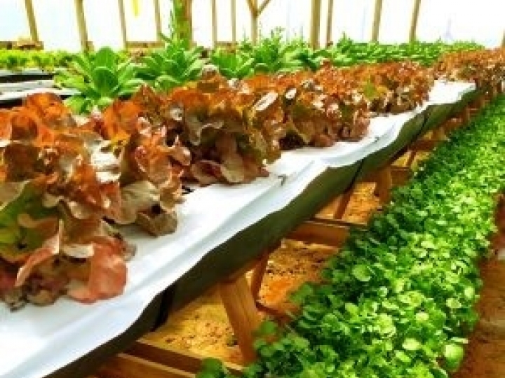 3 tendências em alimentação para 2021