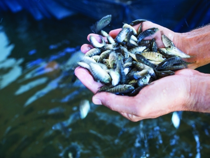 Relatório Anual de Produção da Aquicultura em Águas da União deve ser enviado até 31 de março