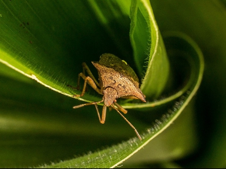 Com alto índice migratório os percevejos e a cigarrinha são grande preocupação da cultura do Milho