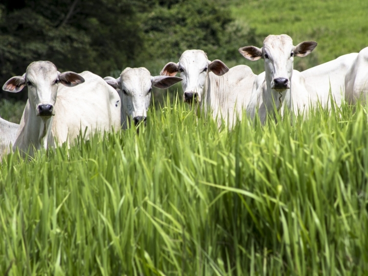 DIA MUNDIAL DA ÁGUA: Indústria destina água residual para irrigação de pasto