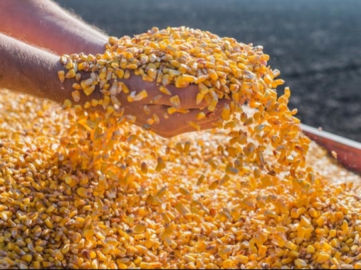 Mapa vai monitorar ocorrência do enfezamento do milho