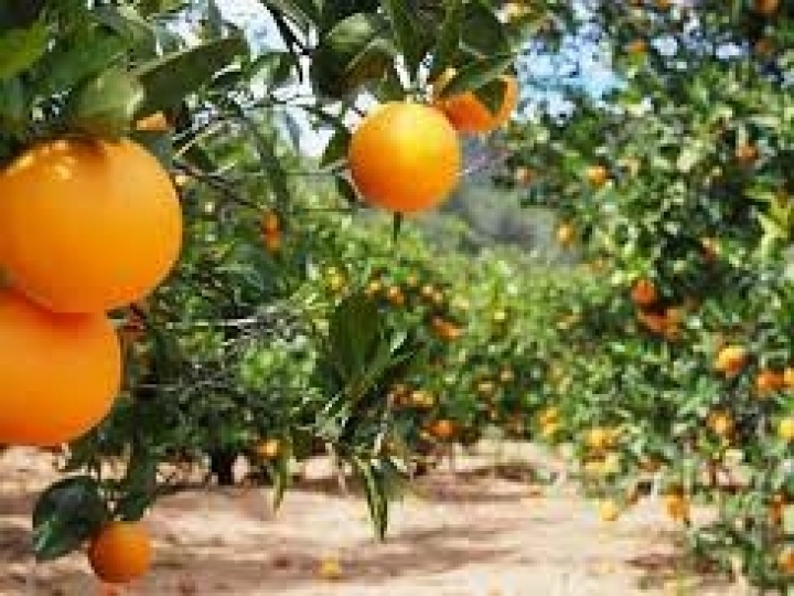 Citricultura paulista reduz, em duas décadas, consumo de água suficiente para abastecer por um dia 200 milhões de pessoas