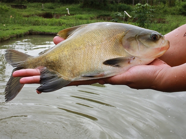 Potencial de retorno financeiro à cadeia produtiva do tambaqui