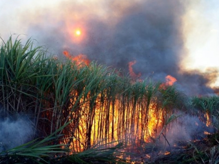 Quitação de débitos por queima da palha da cana