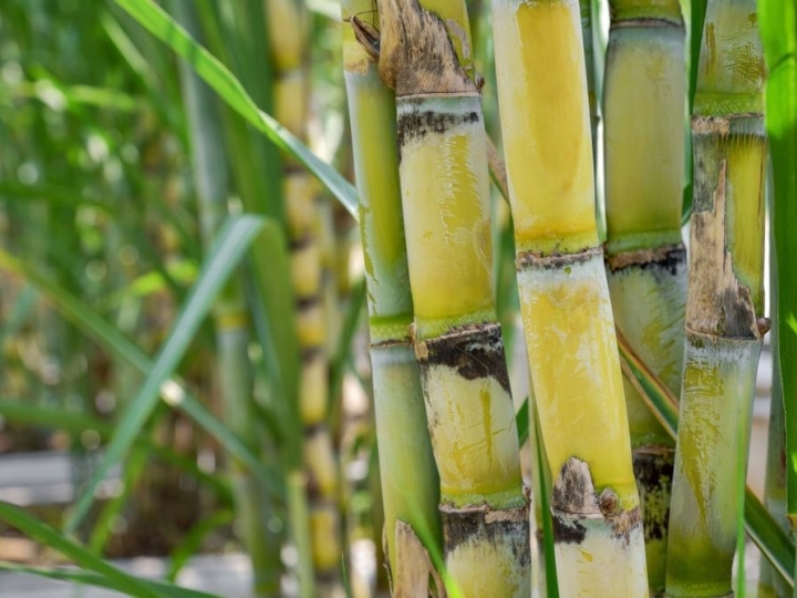 Altas temperaturas e umidade favorecem desenvolvimento da broca da cana